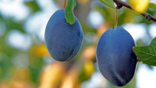Blue fruits tree bokeh blurry - branch free wallpaper