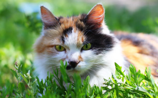 Cat green eyes grass sad - green free wallpaper
