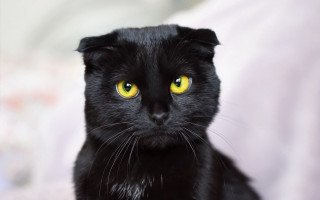 Black cat yellow eyes bed - symmetrical free wallpaper