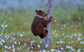 Brown bear climbing flowers field - a brown bear free wallpaper
