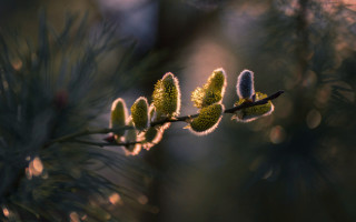 Branch flowers blurry background macro - soft free wallpaper