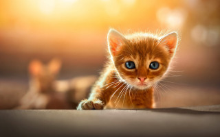 Small kitten blue eyes portrait - a small kitten free wallpaper