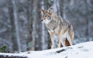 Wolf snowy woods primitivism photography - primitivism free wallpaper