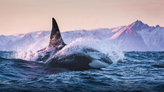 Large shark mountains ocean pink - donald roller wilson free wallpaper