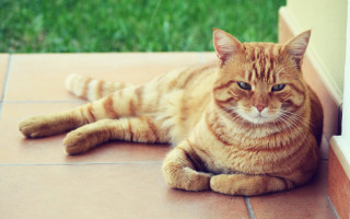 Cat orange blurry background outdoors - small free wallpaper