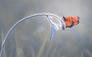 Butterfly white flower blurry background - photograph free wallpaper