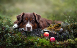 Dog grass mushrooms nature bush - elke vogelsang free wallpaper