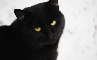 Black cat yellow eyes snow - a white wall behind free wallpaper