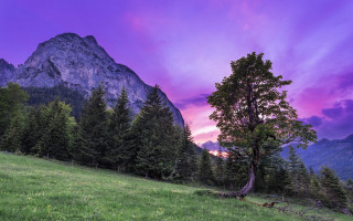 Tree mountains sunset purple sky - a purple sky free wallpaper