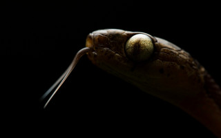 Snake head macro cobra black - dark background free wallpaper