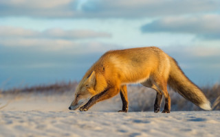 Fox snow day sky clouds - a fox free wallpaper