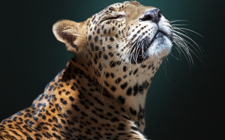Leopard closeup lookingup eyesclosed blackbackground - a close up of a leopard free wallpaper