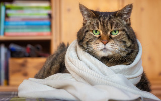 Cat surprised greeneyes bokeh arts - its neck free wallpaper