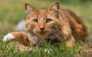 Sad cat laying in grass 2 - carlos catasse free wallpaper for desktop