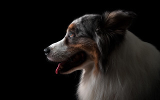 Dog tongue out renaissance black - its tongue free wallpaper