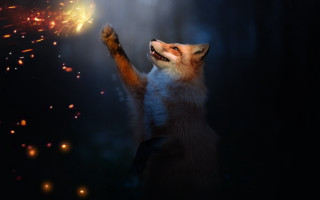 Fox sparkler fireworks night fantasy - firework free wallpaper