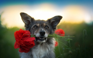 Dog flower moon outdoors romantic - a blurry background of grass free wallpaper for desktop