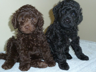 Two black brown dogs sitting - david budd free wallpaper
