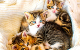 Three kittens basket blue eyes - the camera and the other free wallpaper
