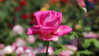 Pink rose garden blurry bokeh - rose free wallpaper