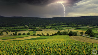 Sunflower field stormy sky lightning - cloudy free wallpaper