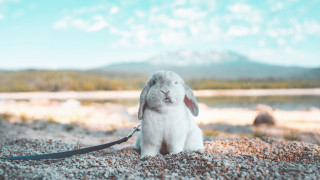 White rabbit beach lake mountains - sandy free wallpaper