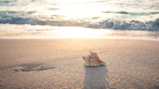 Shell beach sunset ocean waves - the background and the water free wallpaper