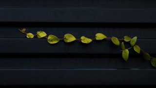 Plant green leaves black background 2 - a plant free wallpaper