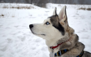 Husky snow dog collar forest - a husky dog free wallpaper