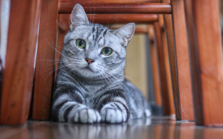 Sad cat under chair green 2 - symmetrical free wallpaper