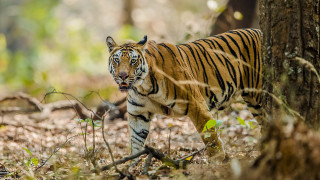 Tiger forest walking camera wildlife - a tiger free wallpaper