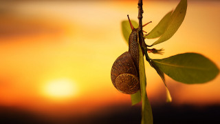 Snail branch sunset macro award - a sunset free wallpaper