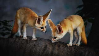 Foxes rocks tree shiba inu - don bluth free wallpaper