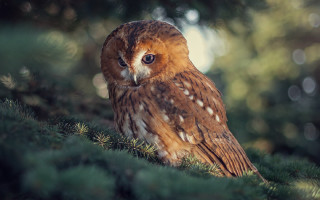 Brown owl forest bokeh naturalism - lush free wallpaper for desktop