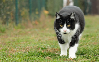 Black white cat walking green - viennese actionism free wallpaper