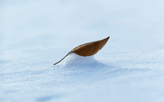 Leaf snow macro minimalist beach - a single leaf free wallpaper