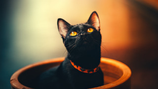 Black cat yellow eyes curious 2 - a curious look free wallpaper