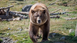Brown bear field forest nature - primitivism free wallpaper
