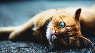 Blue eyed cat sad look - a sad look free wallpaper
