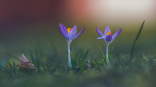 Purple flower grass leafy plant - a blurry background of the grass free wallpaper