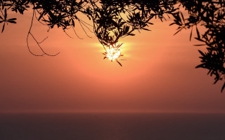 Sunset tree branches ocean autumn - exekia free wallpaper