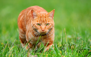 Cat grassy field blurry background - a green background and a blurry background behind free wallpaper