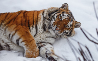 Tiger snowy paw blurry background - a tiger free wallpaper