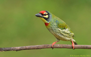 Colorful bird perched branch green 3 - a green background free wallpaper