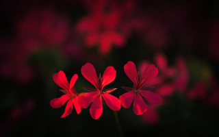 Red flowers blurry background macro - a blurry image of the flowers free wallpaper