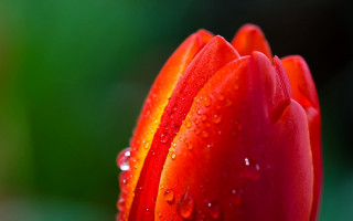 Red flower water droplets green 5 - a red flower free wallpaper