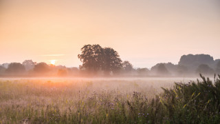 Sunset foggy field tree horizon - a sun free wallpaper
