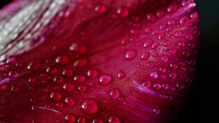 Red white flower water droplets - a close up of a flower free wallpaper