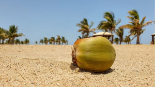 Coconut beach palm trees hut - canon eos r 3 free wallpaper