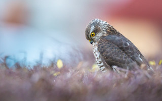 Owl purple plant grass camera - a bird of prey free wallpaper